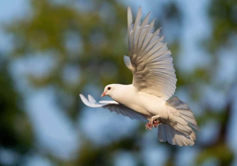 Duch svätý symbol letiaca holubica